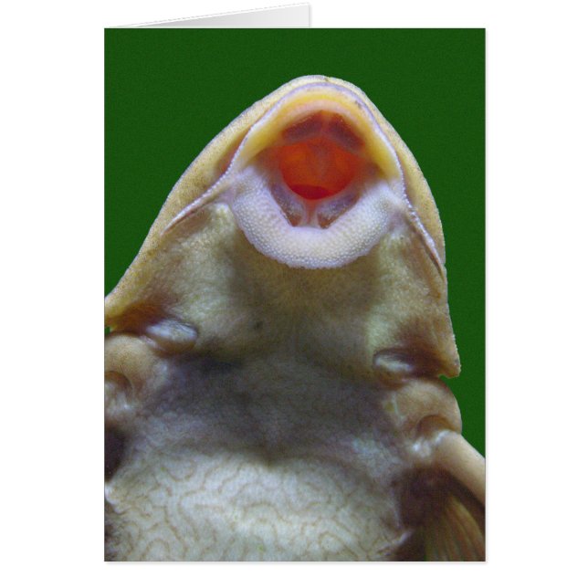 Cartão de saudação de peixe beije (Frente)