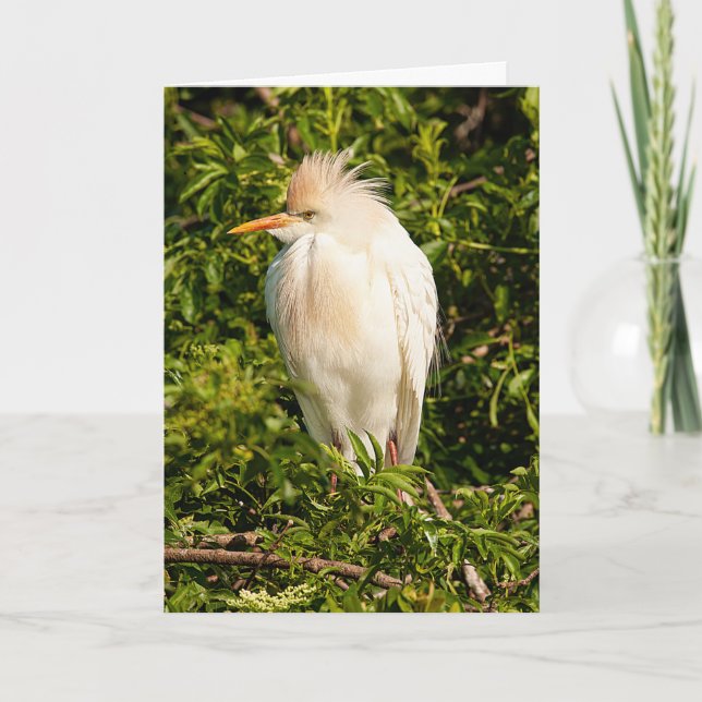 Cartão de Saudação de Perfil Egrete para Bovinos (Frente)