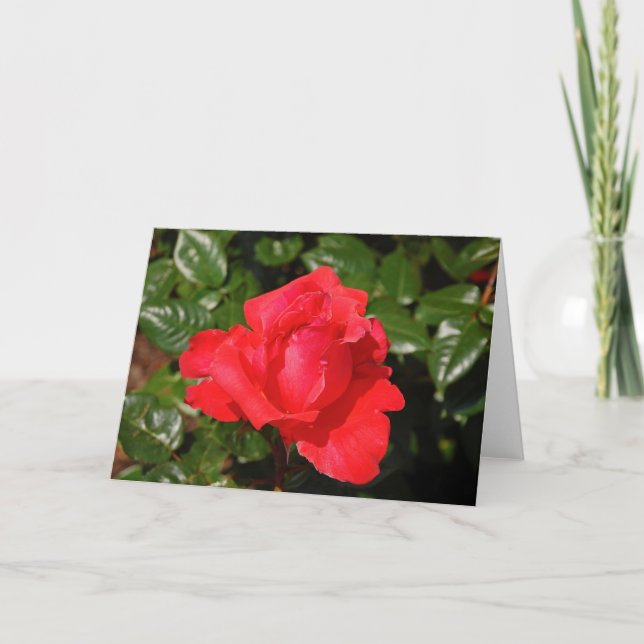 Cartão de saudação de rosa vermelha de Solteiro (Frente)