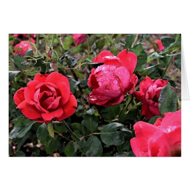 Cartão de saudação de rosas (Frente Horizontal)