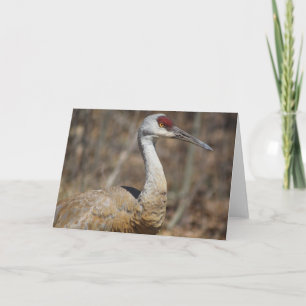 Cartão de saudação de Sandhill Crane!
