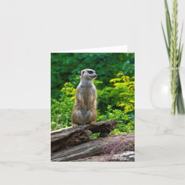 Cartão de saudação de suricata (Frente)