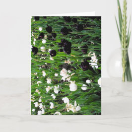Cartão de saudação de tulipa preto e branco