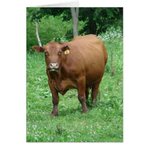 Cartão de Saudação de Vazio Bovine, All Occasio
