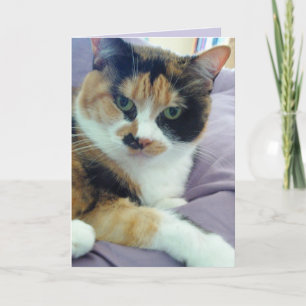 Cartão de Saudação de Vazio Calico Cat