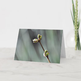 Cartão de saudação de vazio com foto de Budding Li