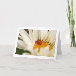 Cartão de Saudação de Vazio Dobrado Ladybug do Sol