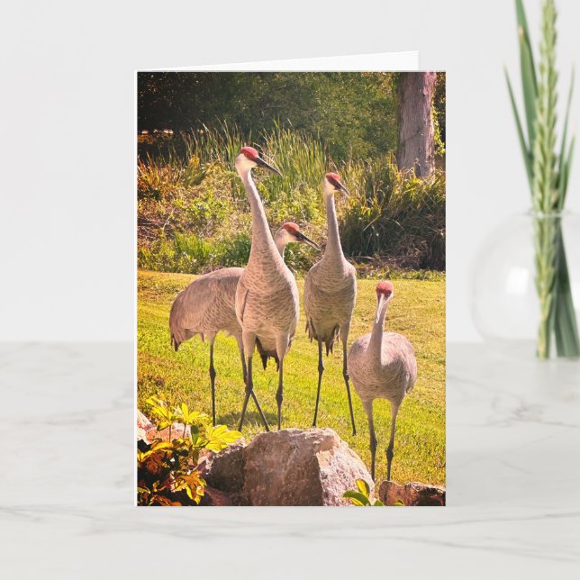 Cartão de saudação de Vazio Sandhill Cranes (Frente)