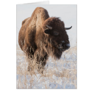 Cartão de Saudação de Vazio Wild Bison