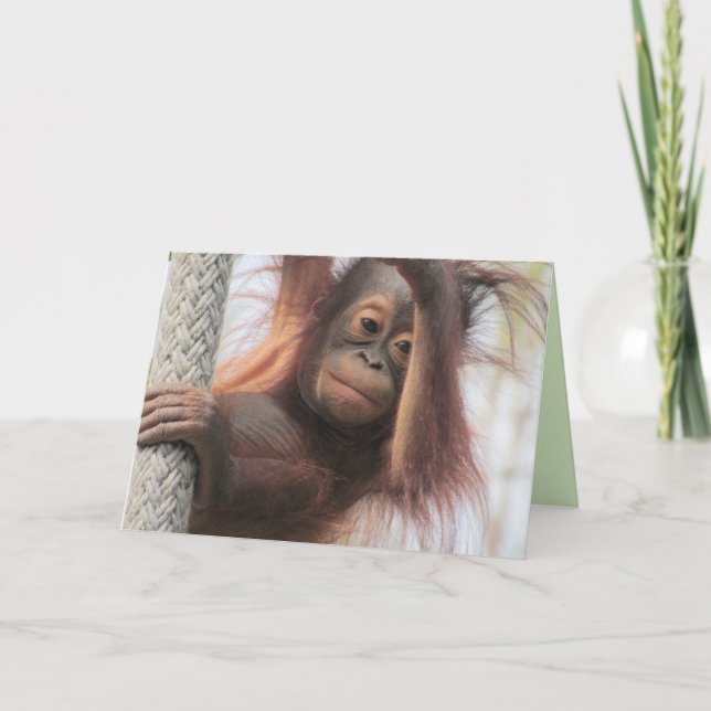 Cartão de Saudação do Baby Orangutan (Frente)