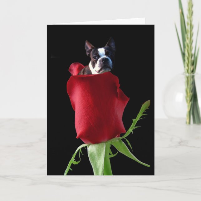 Cartão de saudação do Boston Terrier com rosa verm (Frente)