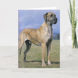 Cartão de saudação do Brindle Great Dane