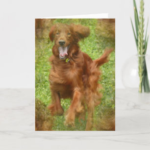 Cartão de Saudação do Cachorro Irlandês Setter