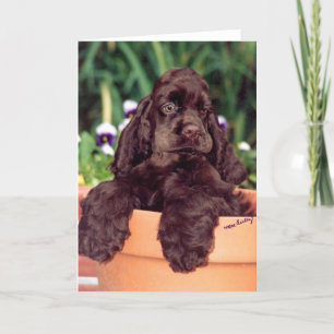 Cartão de saudação do Chocolate Cocker Spaniel