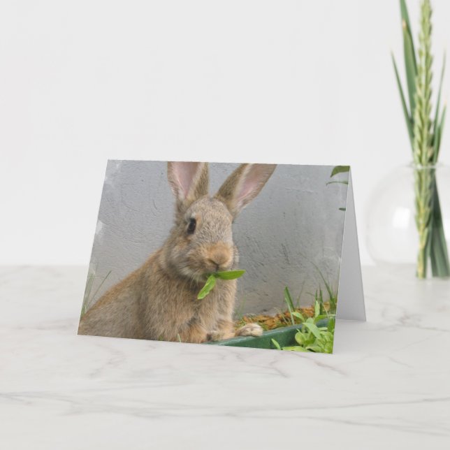 Cartão de Saudação do Coelho Cottontail (Frente)
