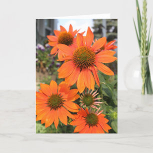 Cartão de saudação do Coneflower