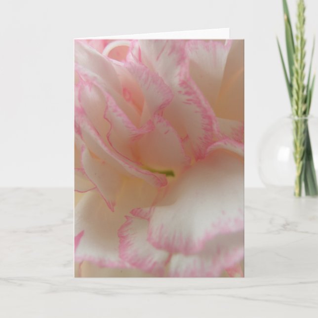 Cartão de saudação do craveiro rosa e branco (Frente)