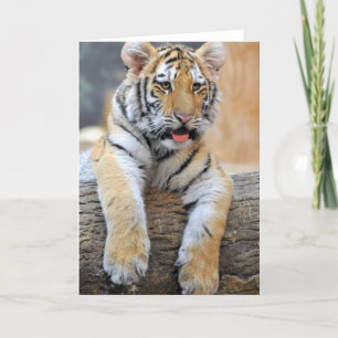 Cartão de Saudação do Cub do Tigre