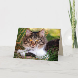 cartão de saudação do gato da natureza