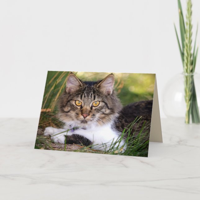 cartão de saudação do gato da natureza (Frente)