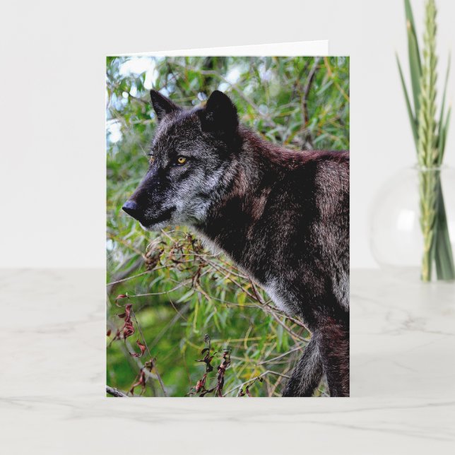 Cartão de Saudação do Lobo Negro (Frente)