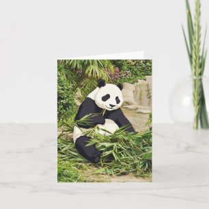 Cartão de saudação do panda comendo bambu