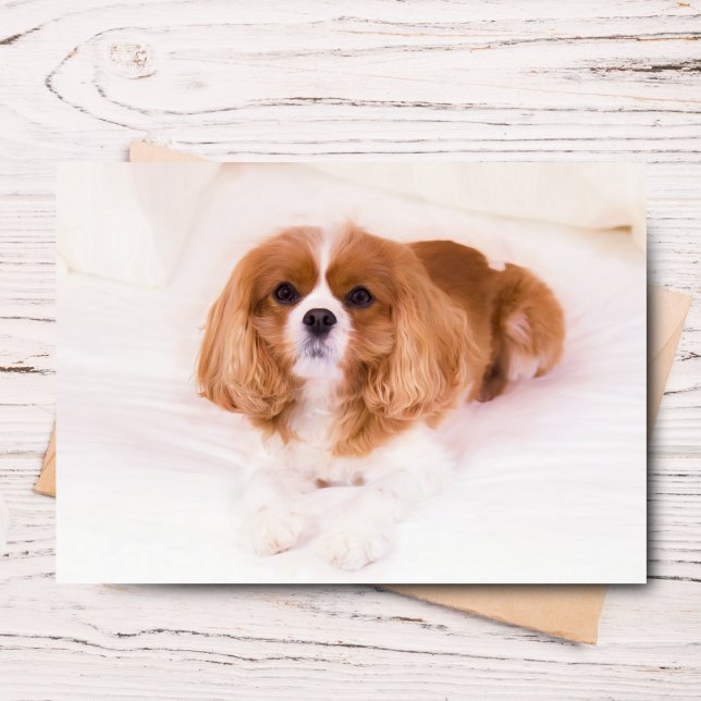 Cartão de Saudação do Pequeno Cavalier King Charle (Send joy with this adorable Sadie greeting card for any occasion.)