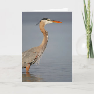 Cartão de Saudação do Perfil Heron Azul-excelente