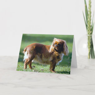 Cartão de saudação do Vazio Toy Spaniel