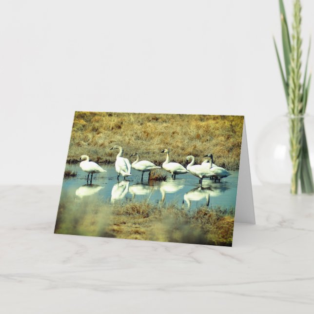 Cartão de saudação dobrado com foto de cisnes (Frente)