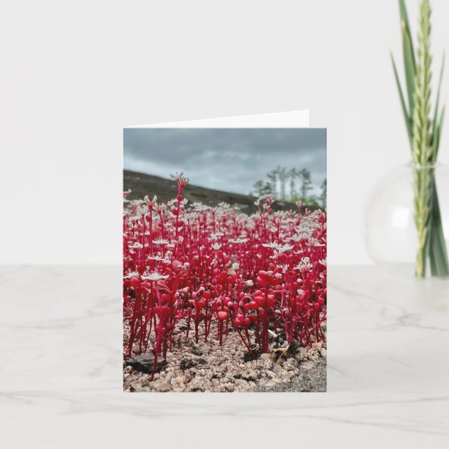 Cartão de saudação dobrado com foto de flor silves (Frente)