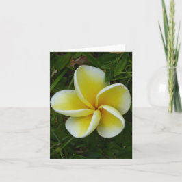 Cartão de Saudação Dobrado da Plumeria Havaiana Am