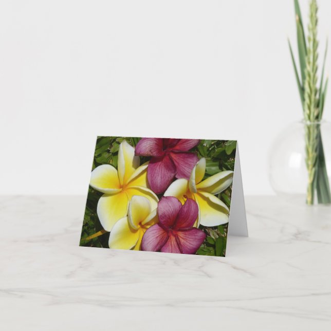 Cartão de Saudação Dobrado das Plumerias do Havaí  (Frente)