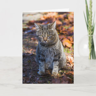 Cartão de Saudação Dobrado de Gato Funky