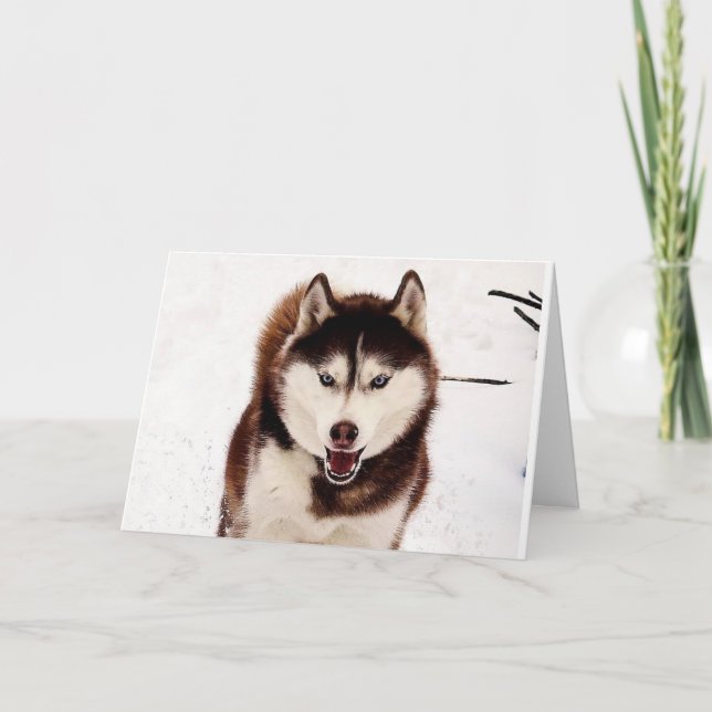 Cartão de saudação dobrável siberiano Husky (Frente)