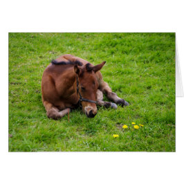 Cartão de saudação dos animais, dentro de vazio.