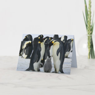 cartão de saudação dos pinguins imperadores famili