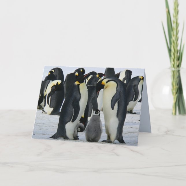 cartão de saudação dos pinguins imperadores famili (Frente)