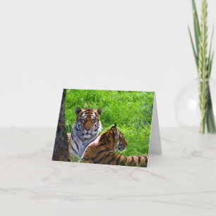 cartão de saudação dos tigres de Amur