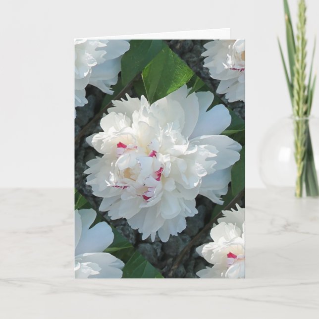 Cartão de Saudação e/ou Nota de Peony MultiPrecios (Frente)