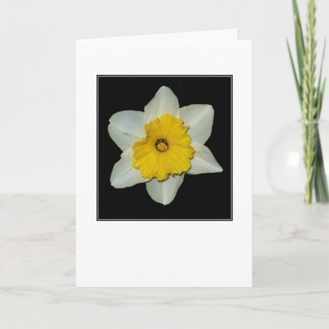 Cartão de Saudação em Branco com Narciso em Close- (Frente)