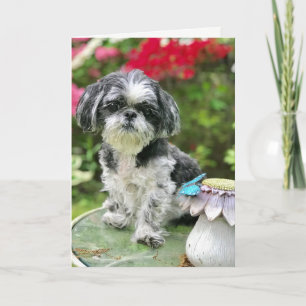 Cartão de Saudação em Branco de Menina Shih Tzu