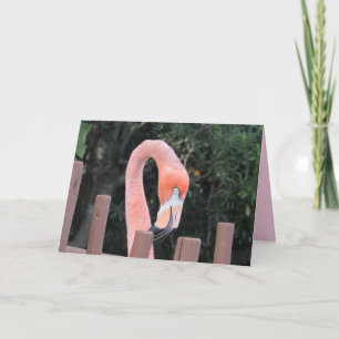 Cartão de Saudação Flamingo Bonito
