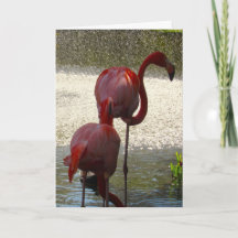 Cartão De Saudação Flamingo Para Qualquer Ocasião