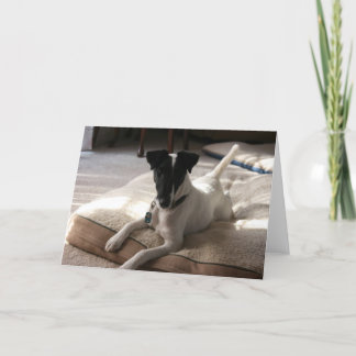 Cartão de Saudação Fotográfica de Cão Suave Fox Te
