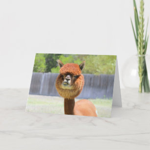 Cartão de Saudação Funny Alpaca