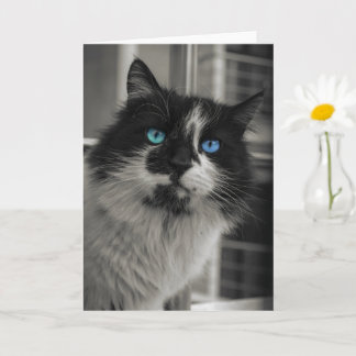 Cartão de Saudação Gato Preto Alma Azul Olhos Azui