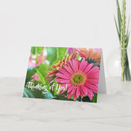 Cartão de Saudação Gerbera Daisies