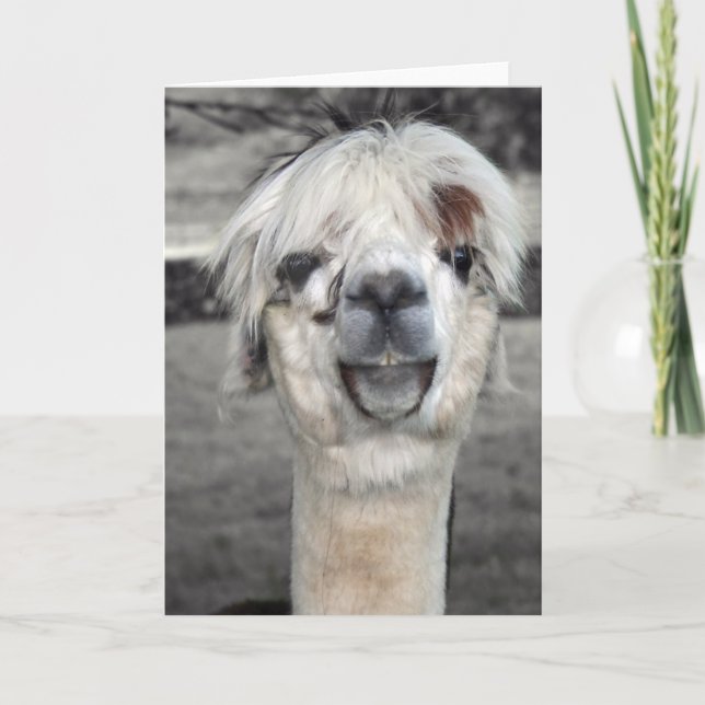 Cartão de Saudação Goofy Llama (Frente)