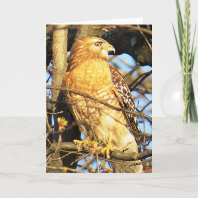 Cartão de Saudação Hawk com ombros vermelhos (Frente)